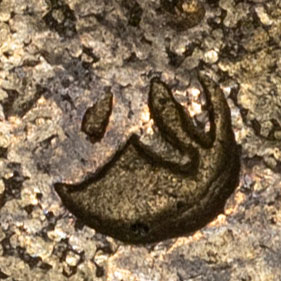 Small chop, possibly an old version of 大 - dà - big, great, large