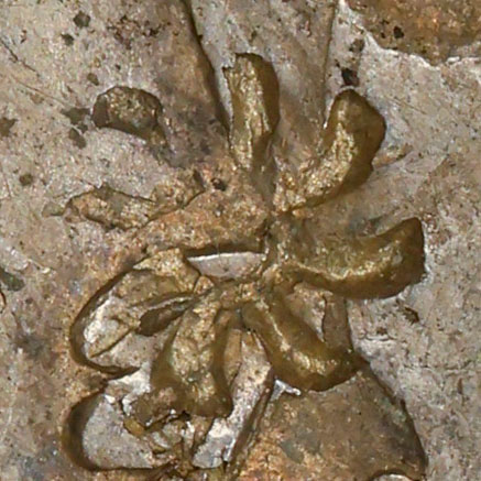 Symbol chopmark